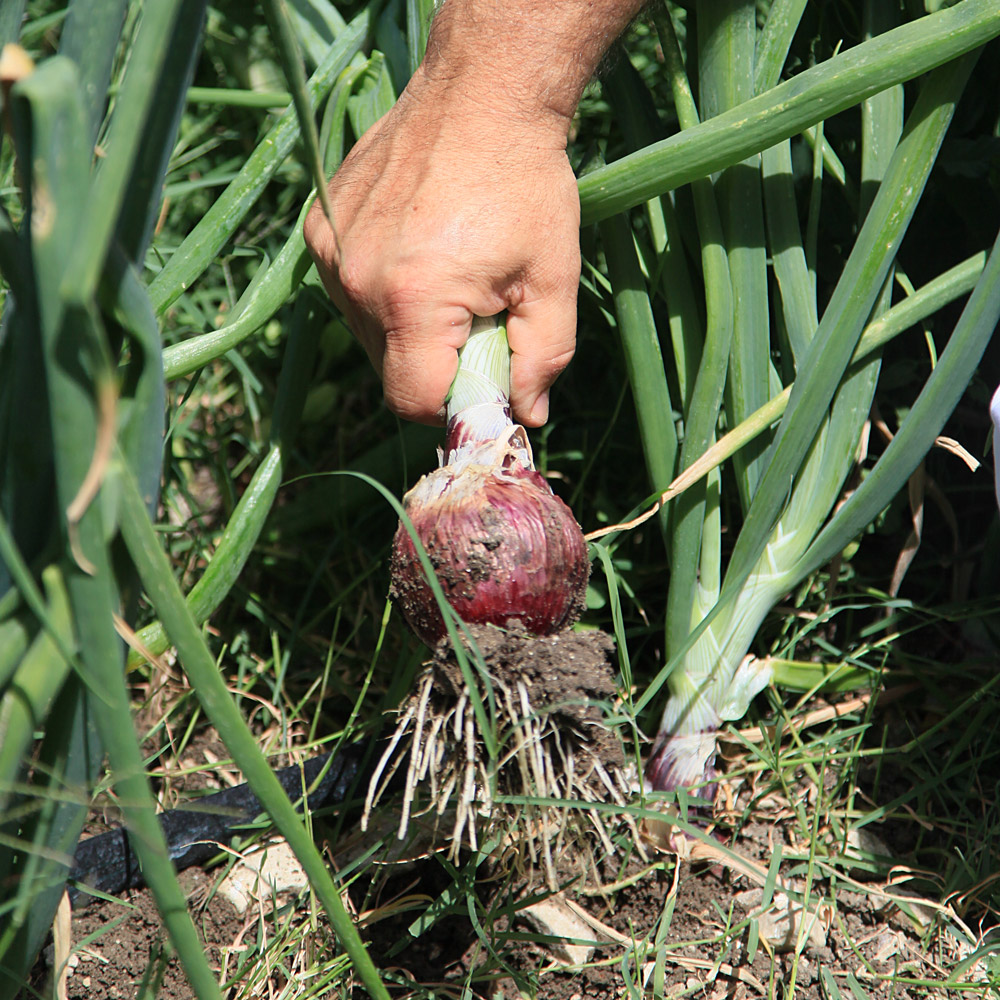 Photo Azienda Agricola Casina Rossa