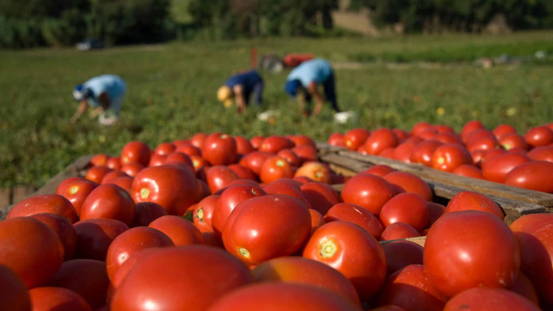 Azienda Agricola Casina Rossa Roccascalegna